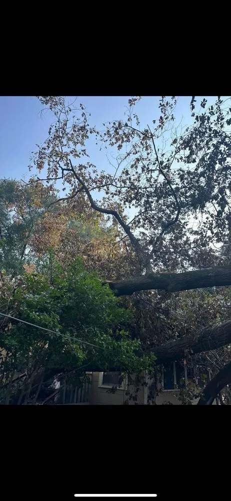 Top-rated landscaping services for outdoor upgrades in Port Allen, LA by Southern Gentleman Lawncare and Tree Removal