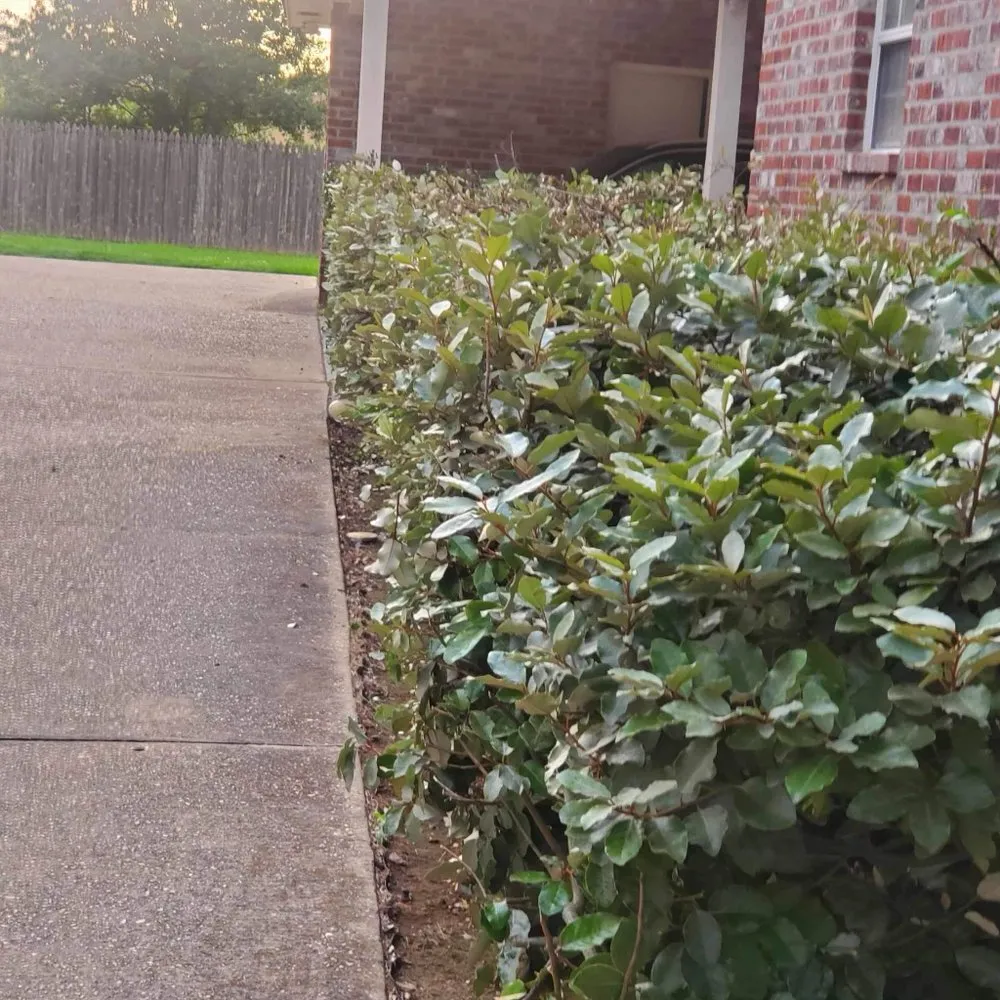 Top-rated yard maintenance for year-round maintenance in Port Allen, LA by Southern Gentleman Lawncare and Tree Removal
