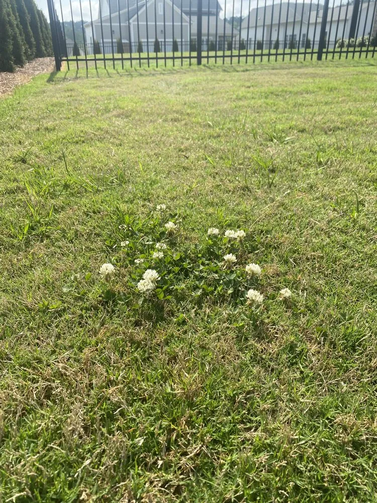 Top-rated yard maintenance experts serving Birmingham, AL - Southern Green Lawn & Shrub Care