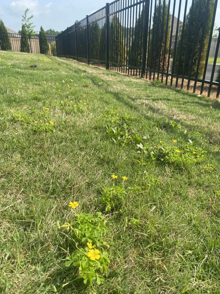 Professional lawn mowing service for year-round maintenance in Birmingham, AL by Southern Green Lawn & Shrub Care