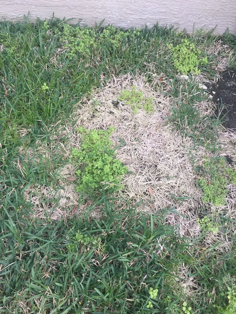 Expert lawn care service near you across Tampa, FL - Southern Green