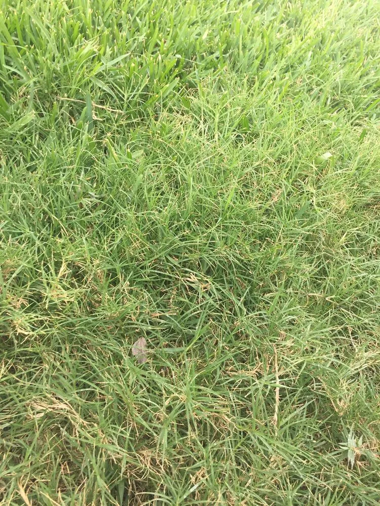 Expert yard cleanup service in Tampa, FL - Southern Green