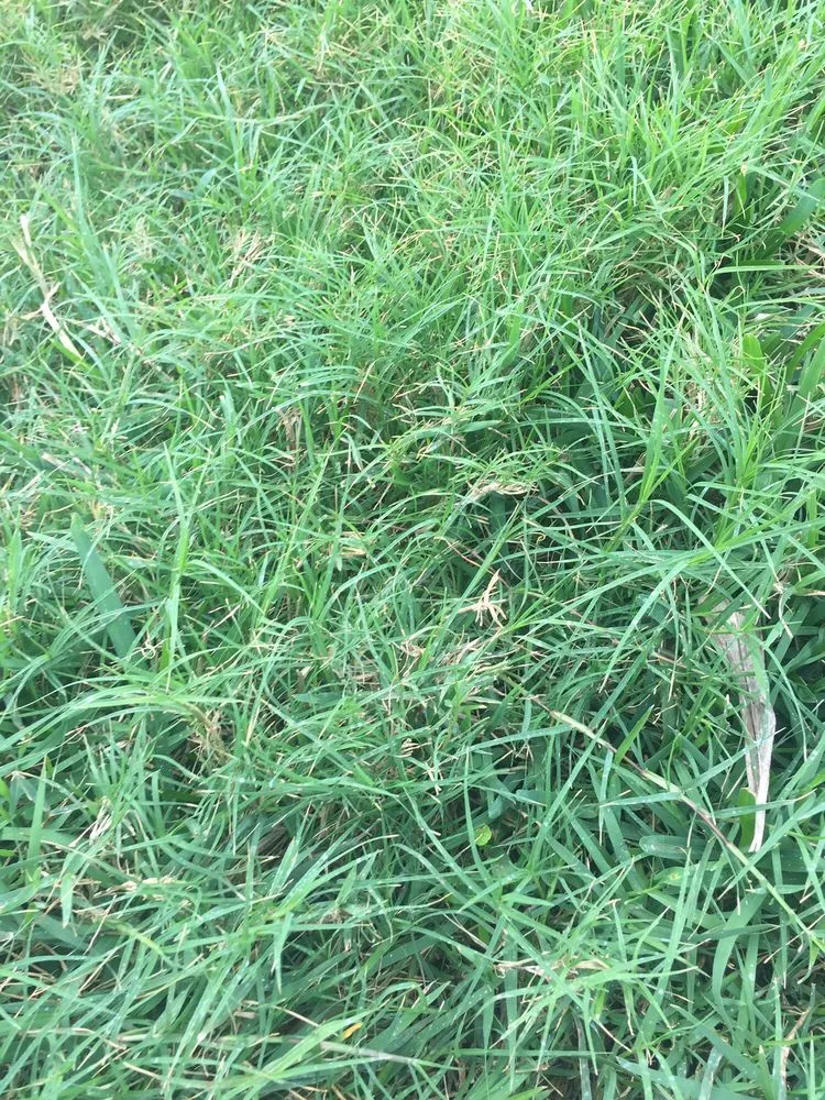 Top-rated garden landscaping for residential properties across Tampa, FL - Southern Green