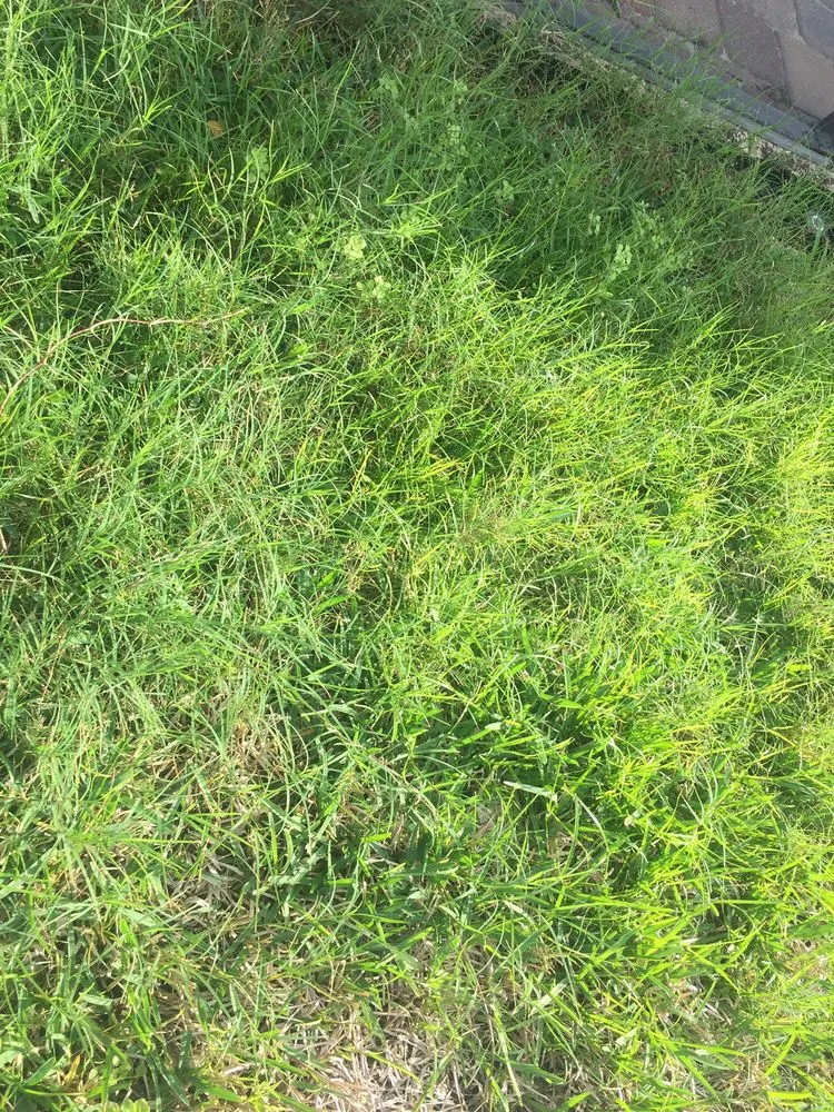 Trusted landscaping services for homes across Tampa, FL - Southern Green