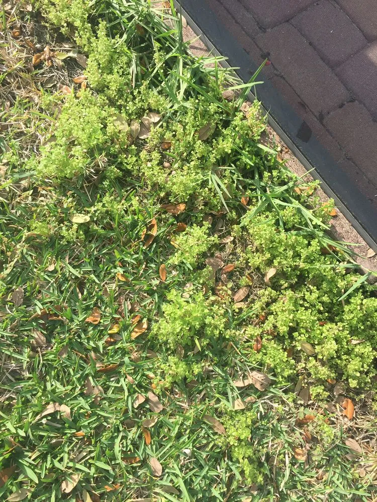 Professional landscape installation for beautiful yards in Tampa, FL by Southern Green