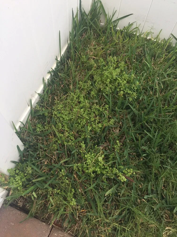 Professional residential landscaping for beautiful yards in Tampa, FL by Southern Green