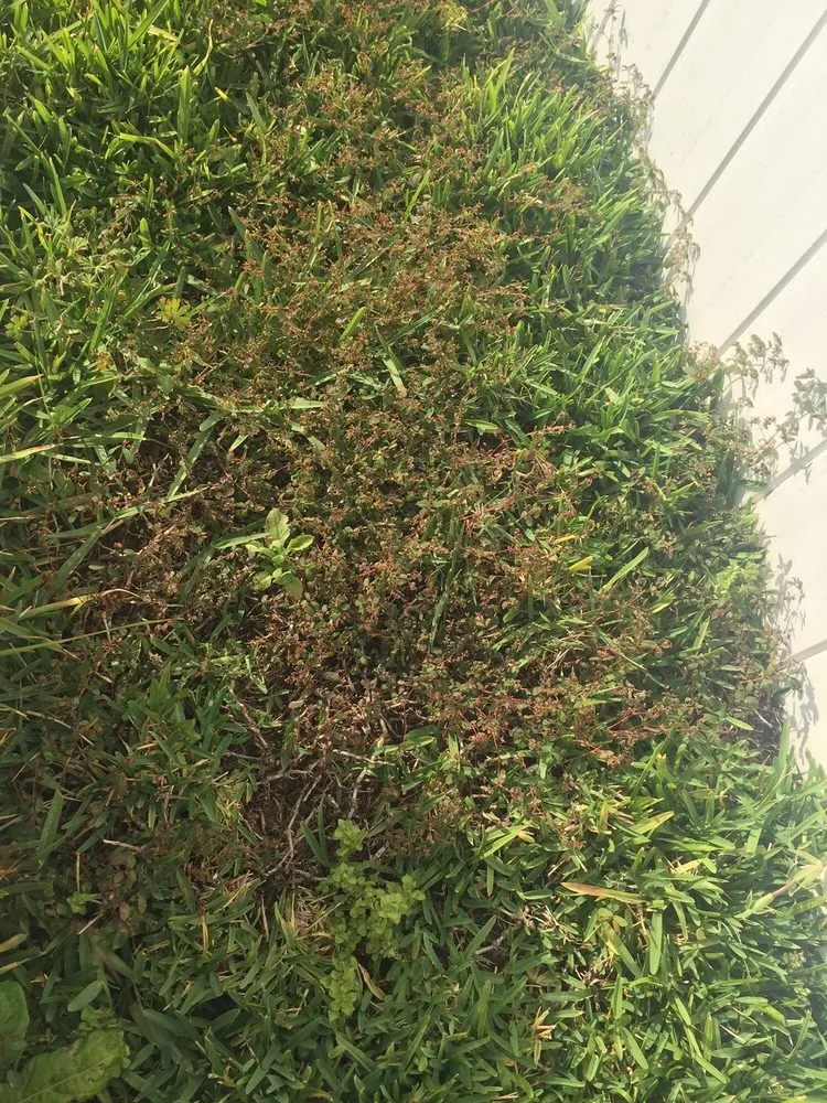 Custom garden landscaping in Tampa, FL - Southern Green