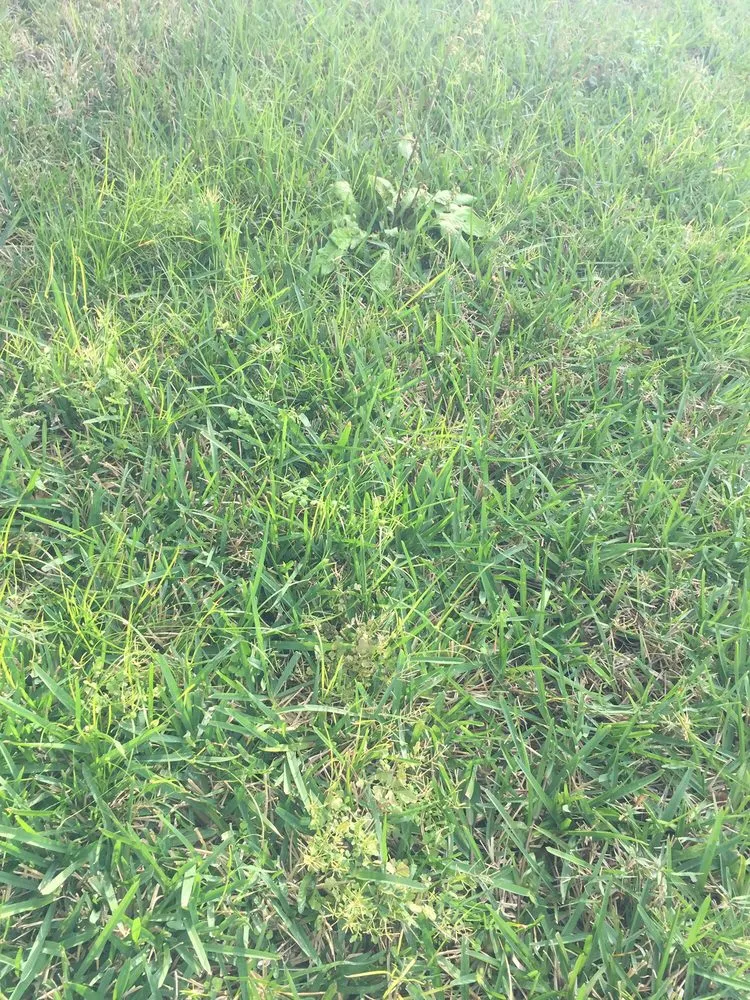 Expert yard maintenance experts serving Tampa, FL - Southern Green