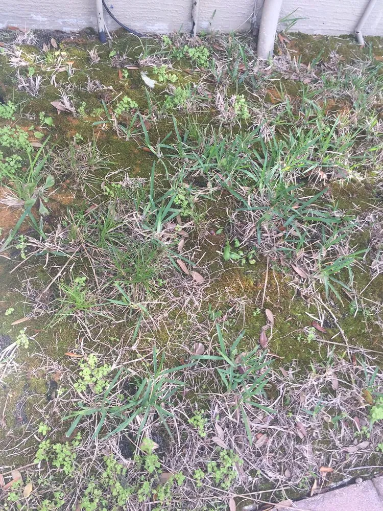 Professional lawn care service in Tampa, FL by Southern Green