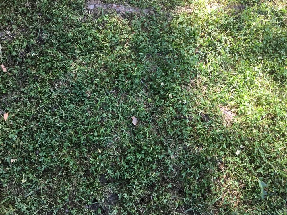 Affordable yard cleanup service for beautiful yards across Summerville, SC - Southern Green Turf Care and Mosquito Control