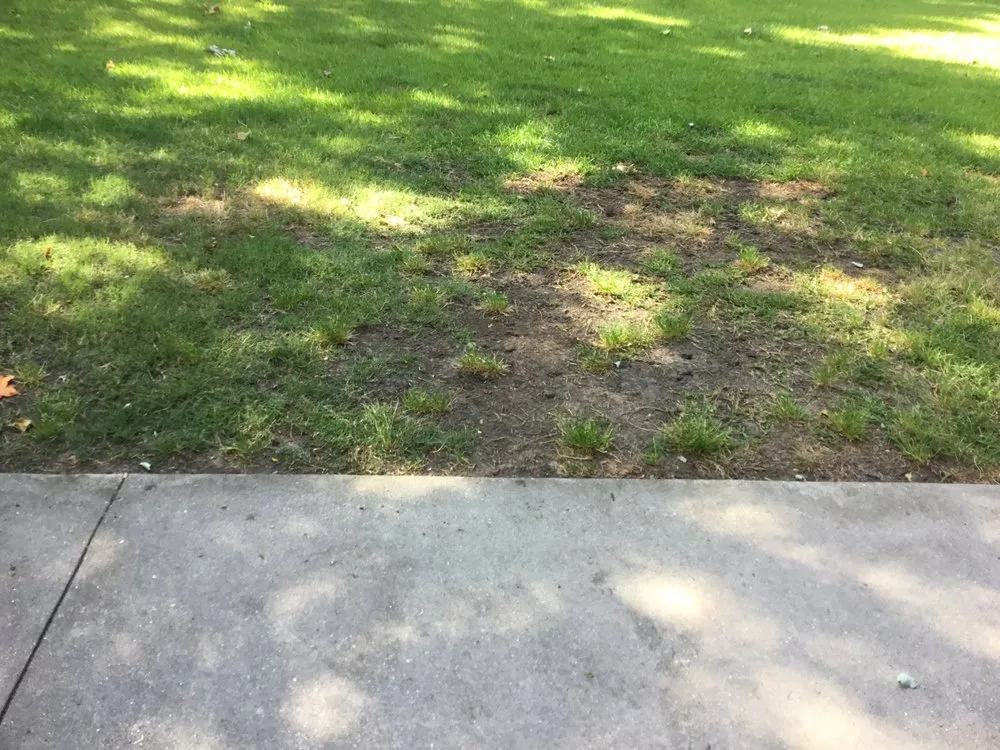 Trusted lawn care service for outdoor upgrades across Summerville, SC - Southern Green Turf Care and Mosquito Control