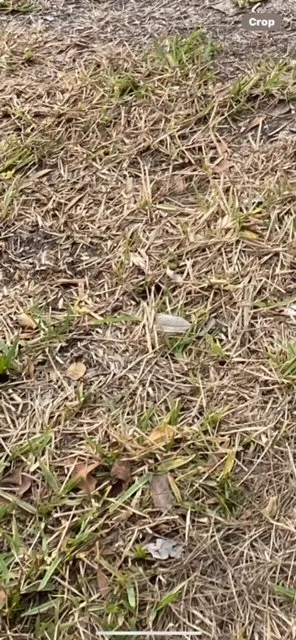 Expert lawn mowing service for outdoor upgrades in Bradenton, FL by Southern Greens Pest Control