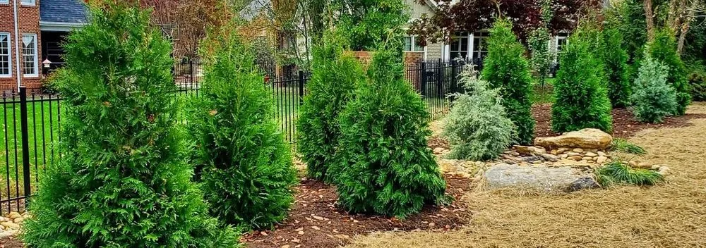 Affordable yard cleanup service in Seymour, TN - Southern Highlands Landscapes