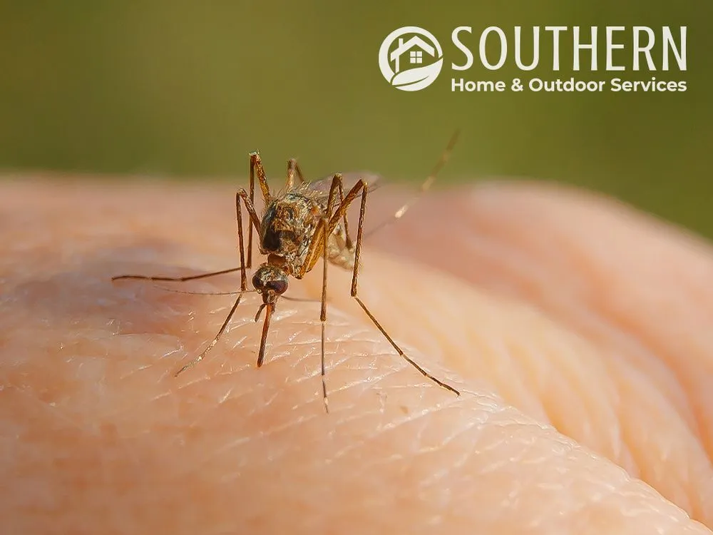 Reliable lawn mowing service for beautiful yards in Merritt Island, FL by Southern Home & Outdoor Services