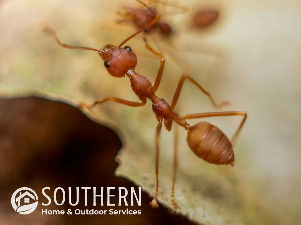 Professional outdoor landscaping in Merritt Island, FL by Southern Home & Outdoor Services