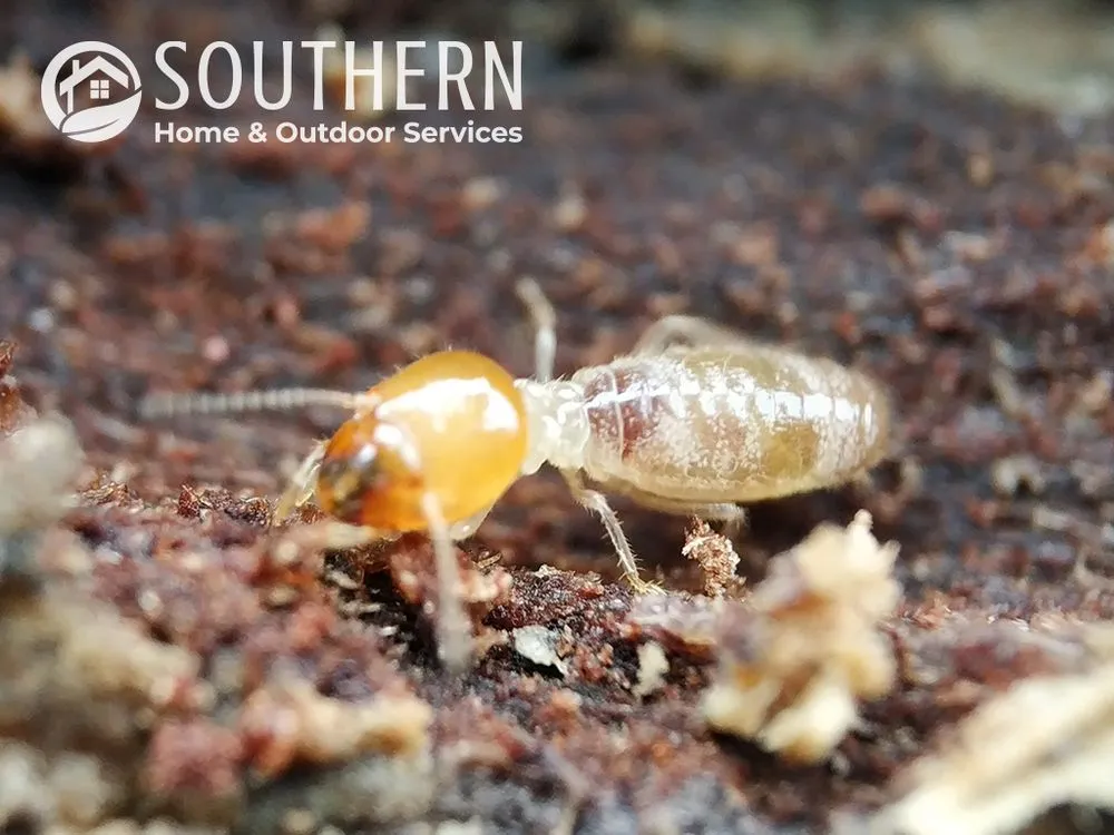 Expert landscape design in Merritt Island, FL - Southern Home & Outdoor Services