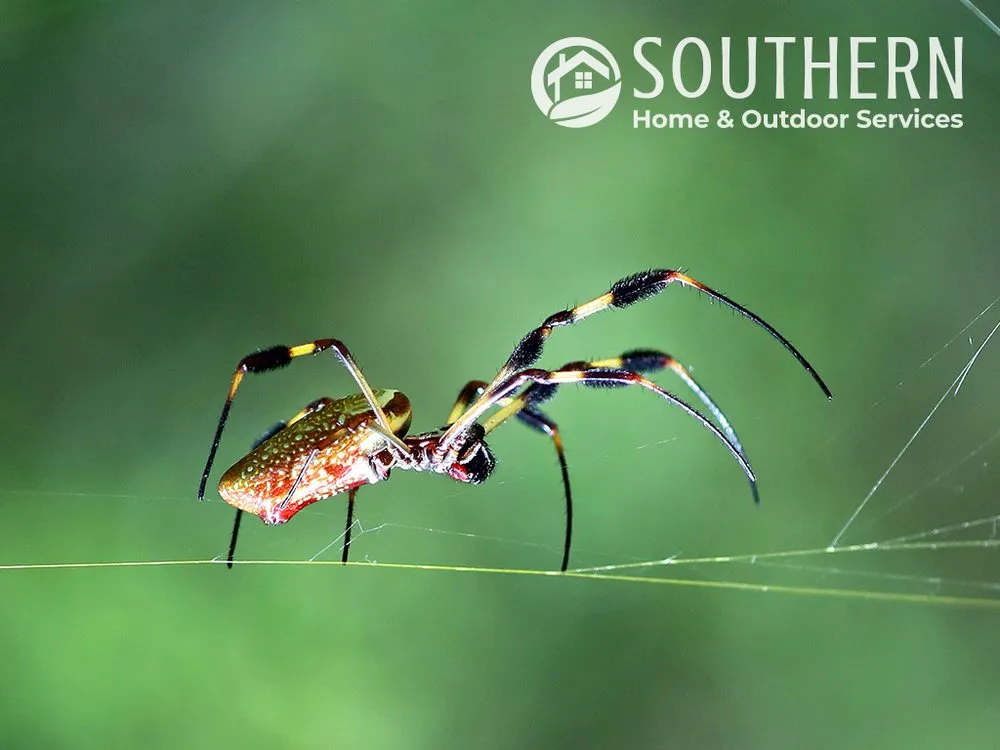 Affordable lawn mowing service experts serving Merritt Island, FL - Southern Home & Outdoor Services