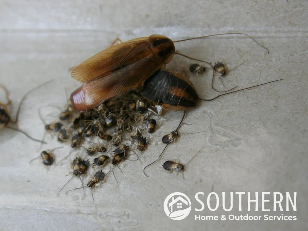 Custom lawn mowing service in Merritt Island, FL by Southern Home & Outdoor Services