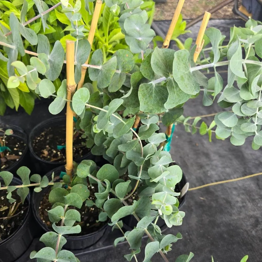 Professional landscaping services in Bishop, TX - Southern Horizon Nursery