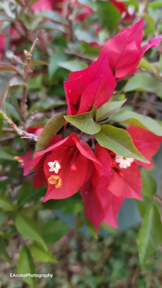 Reliable landscape installation in Bishop, TX by Southern Horizon Nursery