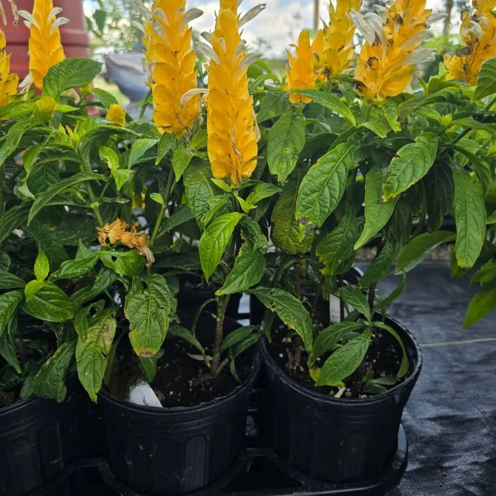 Top-rated lawn mowing service experts serving Bishop, TX - Southern Horizon Nursery