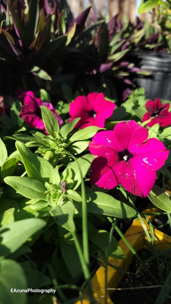 Affordable residential landscaping for beautiful yards across Bishop, TX - Southern Horizon Nursery