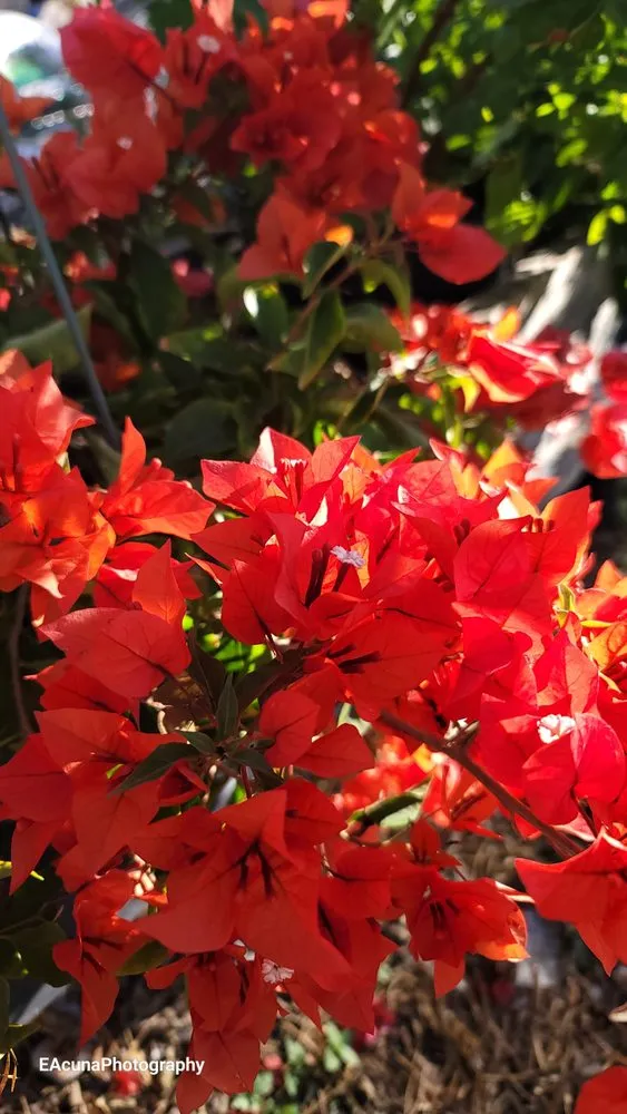 Top-rated lawn mowing service with custom design in Bishop, TX by Southern Horizon Nursery