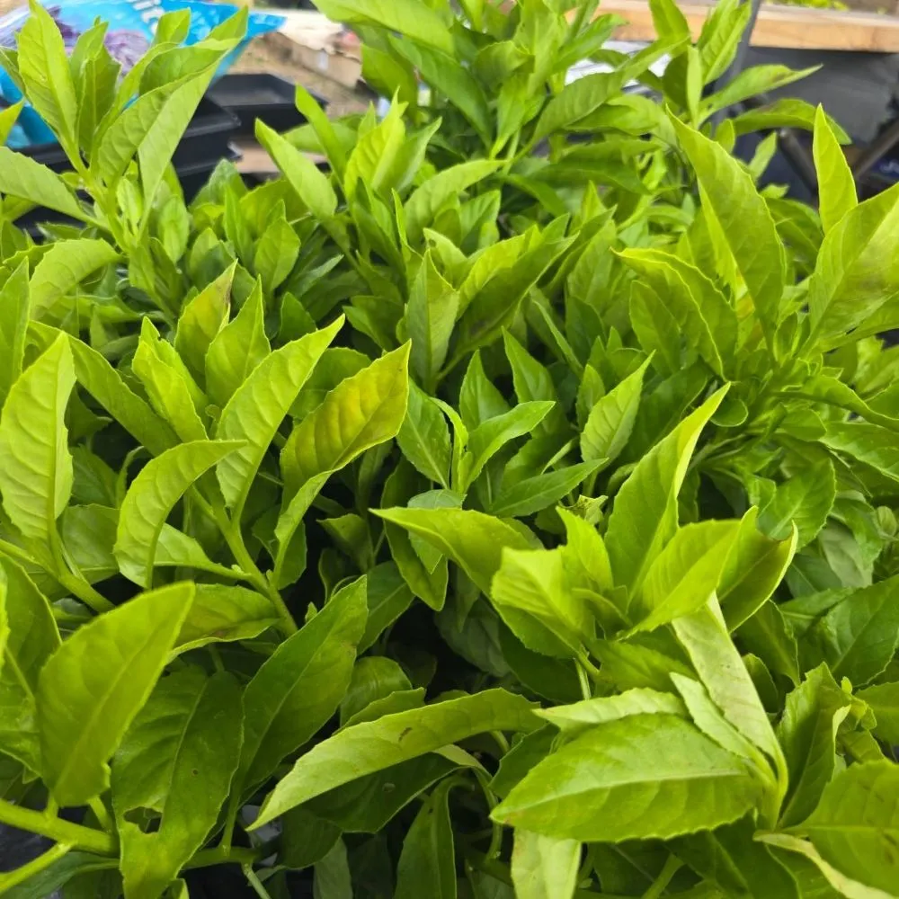 Trusted landscape design in Bishop, TX by Southern Horizon Nursery