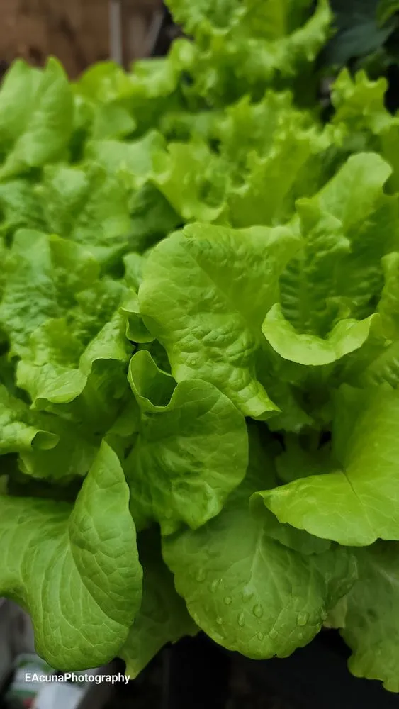 Local landscape installation in Bishop, TX - Southern Horizon Nursery