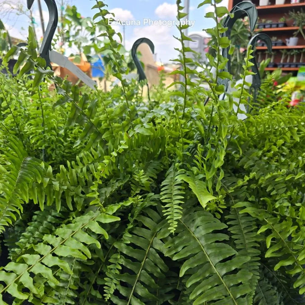 Affordable landscape design experts serving Bishop, TX - Southern Horizon Nursery