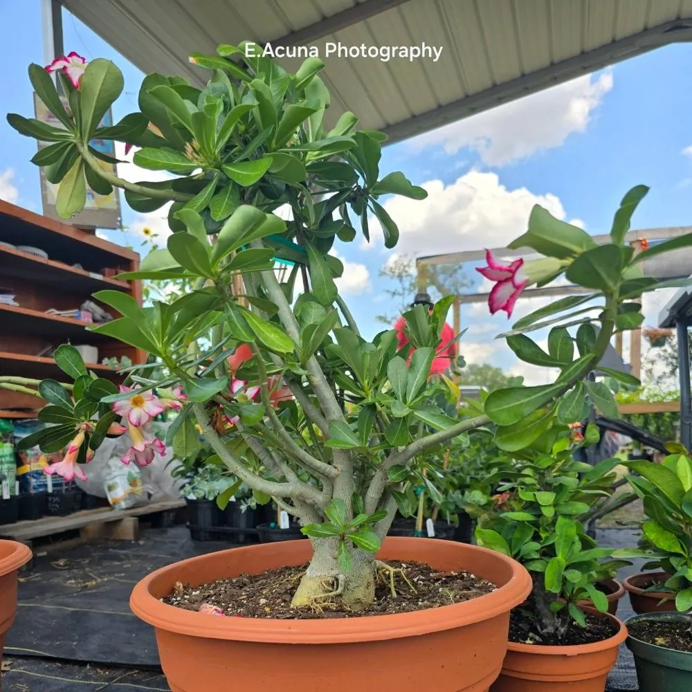 Top-rated outdoor landscaping in Bishop, TX - Southern Horizon Nursery