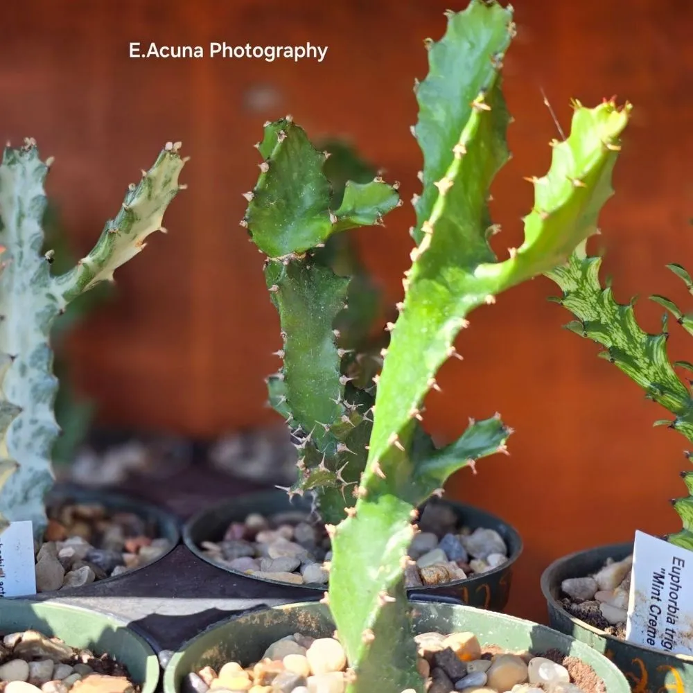 Affordable garden landscaping near you in Bishop, TX by Southern Horizon Nursery