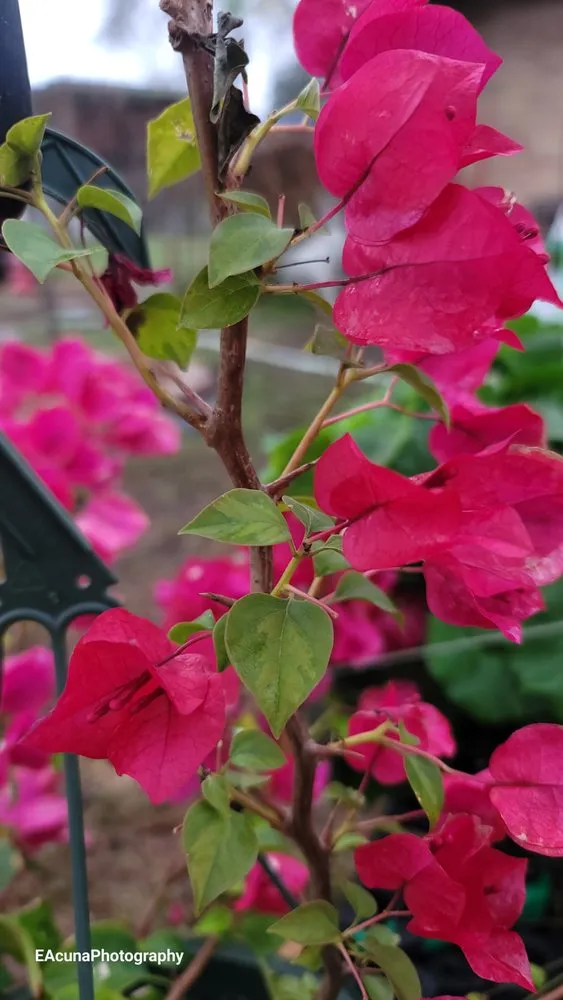 Custom outdoor landscaping experts serving Bishop, TX - Southern Horizon Nursery