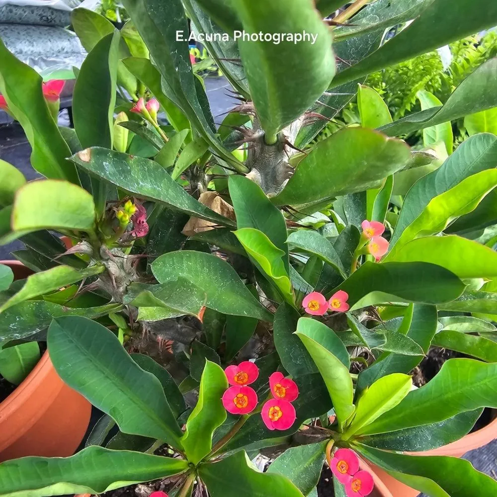 Trusted yard maintenance in Bishop, TX by Southern Horizon Nursery