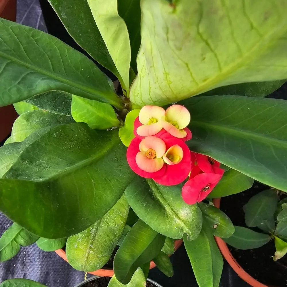 Custom yard maintenance in Bishop, TX - Southern Horizon Nursery