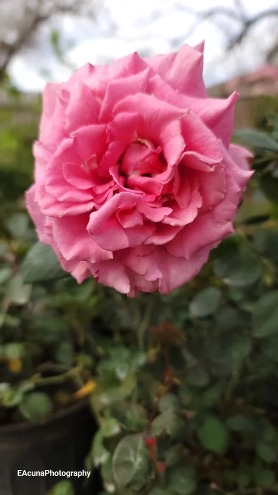 Local residential landscaping experts serving Bishop, TX - Southern Horizon Nursery