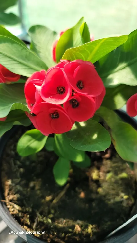 Custom yard maintenance in Bishop, TX by Southern Horizon Nursery