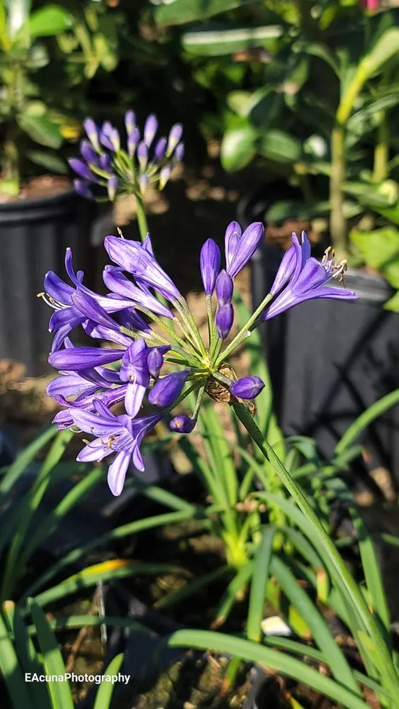 Custom landscape installation for outdoor upgrades in Bishop, TX by Southern Horizon Nursery