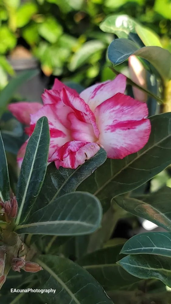 Local residential landscaping for beautiful yards in Bishop, TX by Southern Horizon Nursery