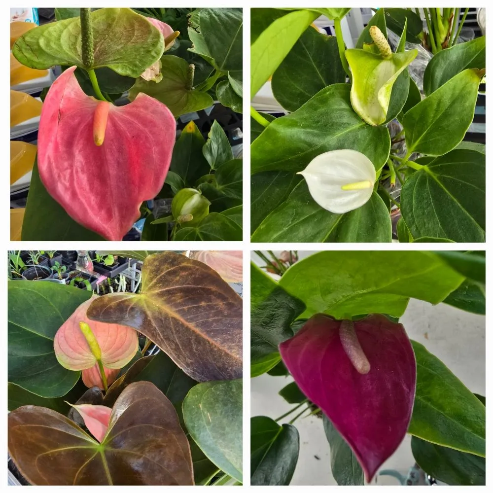 Reliable landscape installation in Bishop, TX by Southern Horizon Nursery