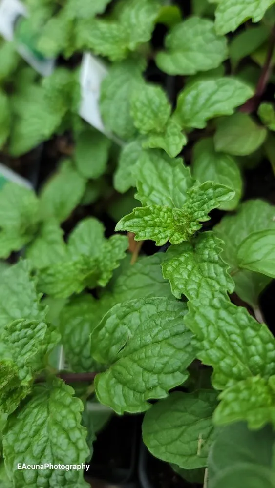 Local landscape design in Bishop, TX - Southern Horizon Nursery