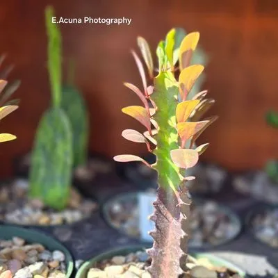 Southern Horizon Nursery