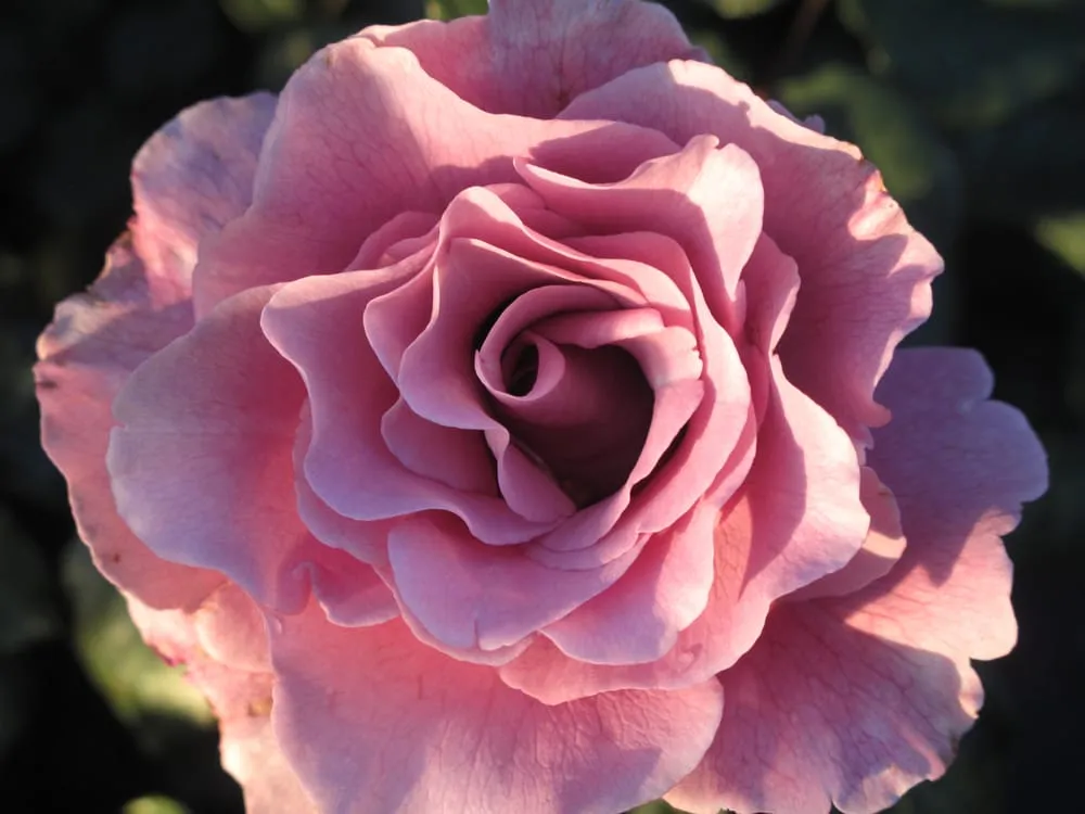 Custom garden landscaping for year-round maintenance in Saint Augustine, FL by Southern Horticulture