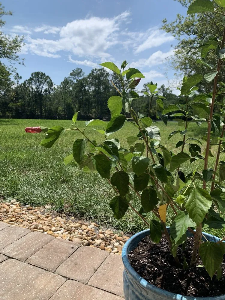 Reliable lawn mowing service in Saint Augustine, FL by Southern Horticulture