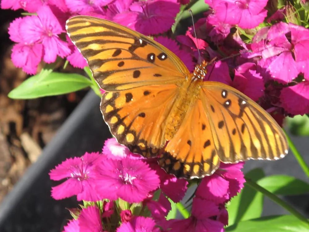 Professional lawn mowing service experts serving Saint Augustine, FL - Southern Horticulture