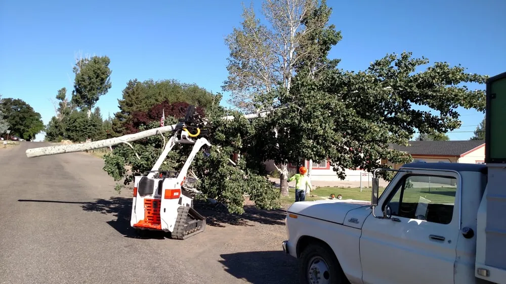 Affordable yard cleanup service for residential properties in Buhl, ID by Southern Idaho Tree Specialists