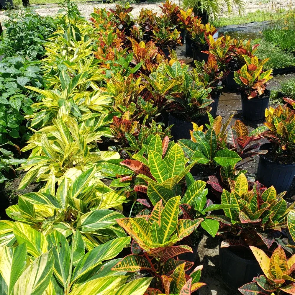 Affordable landscape design in Windermere, FL - Southern Lakes Landscape