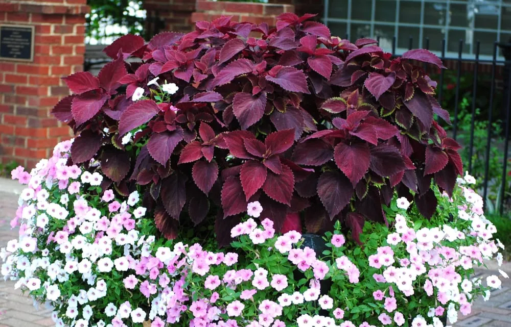 Reliable yard cleanup service with custom design across Charlotte, NC - Southern Land & Turf