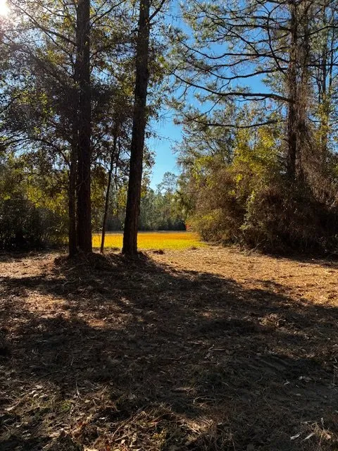 Professional yard cleanup service in Fairhope, AL - Southern Land and Brush