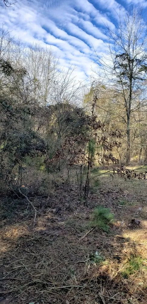 Top-rated yard cleanup service experts serving Tyler, TX - Southern Land Clearing Services